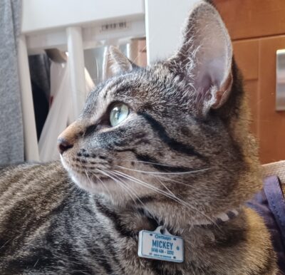 Cat with Id Tag