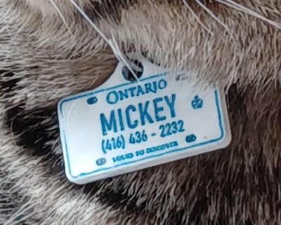 Close-up License Plate Pet Id